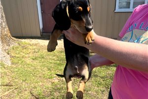 Samuel - Mini Dachshund for sale
