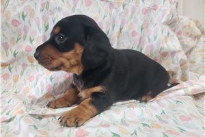 Maddox - Dachshund, Mini for sale