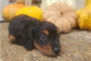 Chloe - puppy for sale