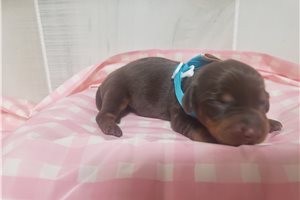 Fiora - puppy for sale