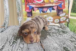 Florence - Dachshund, Tweenie for sale