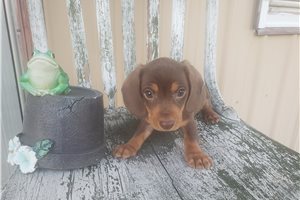 Foster - Dachshund, Tweenie for sale