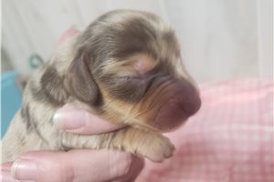 Florence - puppy for sale