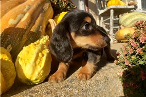 Chloe - puppy for sale