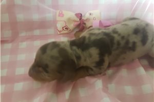 Flossy - puppy for sale