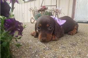 Fortuna - Dachshund, Tweenie for sale
