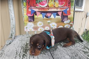 Fiora - Dachshund, Tweenie for sale