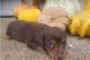 Cooper - Tweenie Dachshund for sale