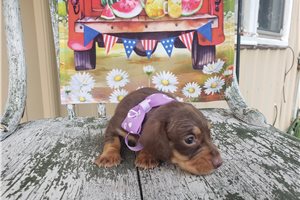 Fortuna - Dachshund, Tweenie for sale