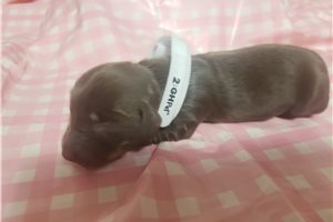 Francis - puppy for sale