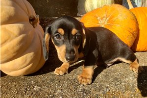 Conrad - Tweenie Dachshund for sale