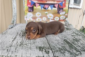 Foster - Dachshund, Tweenie for sale