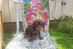 Fiora - Tweenie Dachshund for sale
