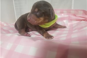 Foster - puppy for sale