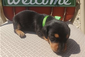 Colton - Dachshund, Tweenie, placed in Lake Of The Ozarks