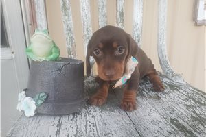 Fiora - Dachshund, Tweenie for sale