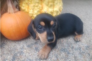 Conrad - Tweenie Dachshund for sale