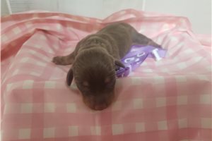 Fortuna - Dachshund, Tweenie for sale