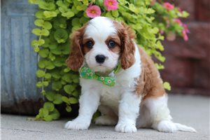 Otto - Cavalier King Charles Spaniel for sale