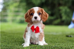 Harris - Cavalier King Charles Spaniel for sale