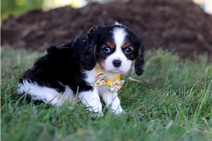 Orion - Cavalier King Charles Spaniel for sale