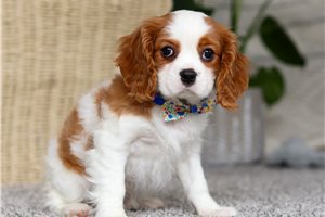 Ernest - Cavalier King Charles Spaniel for sale