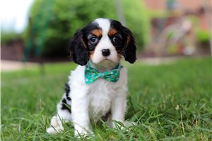 Tyroe - puppy for sale
