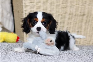 Eric - Cavalier King Charles Spaniel for sale