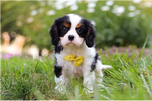 Simon - Cavalier King Charles Spaniel for sale