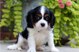 Onyx - Cavalier King Charles Spaniel for sale