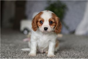 Stetson - Cavalier King Charles Spaniel for sale