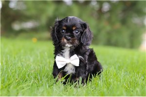 Jake - Cavalier King Charles Spaniel for sale
