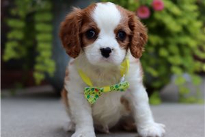 Oscar - puppy for sale