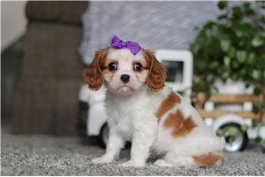 Scarlett - Cavalier King Charles Spaniel for sale