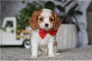 Silas - Cavalier King Charles Spaniel for sale