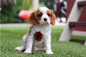 Harper - Cavalier King Charles Spaniel for sale