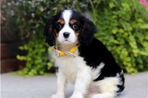Omar - Cavalier King Charles Spaniel for sale