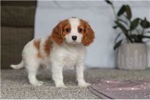 Agent - Cavalier King Charles Spaniel for sale