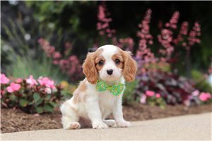 Chase - Cavalier King Charles Spaniel for sale