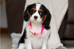 Emiko - Cavalier King Charles Spaniel for sale