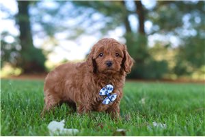 Quill - puppy for sale