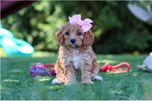 Bristol - Cavapoo for sale