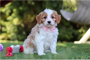 Bianca - puppy for sale