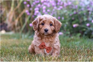 Theo - Cavapoo for sale