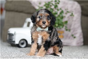 Zuri - Cavapoo for sale