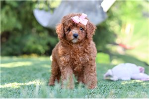 Arrow - Cavapoo for sale