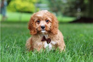 Cash - Cavapoo for sale