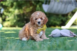 Amos - Cavapoo for sale