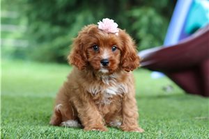 Chakra - puppy for sale