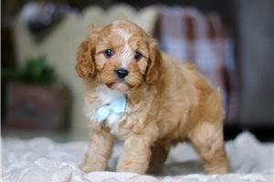Casper - puppy for sale